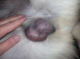 Up to 50% of the sertoli cell tumors will produce estrogen and the dog will have symptoms of hyperestrogenism, which includes an enlarged prostate gland, enlarged mammary glands and nipples, symmetrical hair loss, anemia, and the tendency to attract other male dogs. Retained Testicles In Dogs And Cats Cryptorchidism