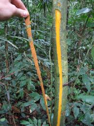 Image result for Annickia