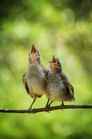 Where We Are From The Birds Sing A Pretty Song Sing A Song By Alonk S Roby 500px Pet Birds Beautiful Birds Pretty Birds