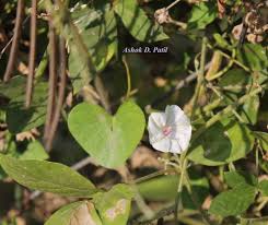Image result for Ipomoea marginata