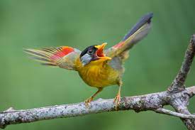 SILVER-EARED MESIA -