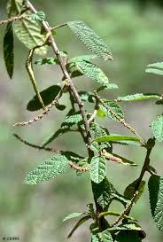 Image result for Acalypha polymorpha