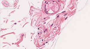 At the tissue level they. Connective Tissue Histology