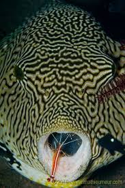 Star Pufferfish And Cleaner Shrimp Notice The Shrimp In This Fishes Mouth There Are Small Fish And Shrimp That Liv Sea And Ocean Ocean Creatures Sea Animals