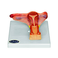 Pvc Female Plastic Internal Genital Organ Anatomy Model Buy Female Internal Genital Organ Female Anatomy Model Pvc Female Plastic Internal Genital Organ Anatomy Model Product On Alibaba Com