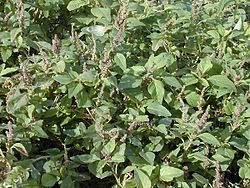 Image result for Amaranthus praetermissus