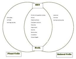 Venn Diagram Plant Animal Cells Comparison Cells Unit Part 1 Key Plant And Animal Cells Animal Cell Cell Diagram