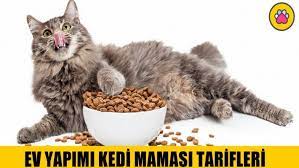 evde kedi mamasi nasil yapilir renkli pati