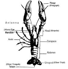 kami komited untuk membekalkan udang kara air tawar yang segar, produk makanan air tawar yang sihat dan berkhasiat dengan harga yang. Minat Tunggu Ape Lagi Blog