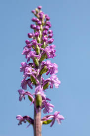 Image result for Ruellia praetermissa