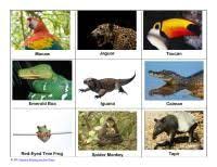 Amazon Rainforest Nomenclature Cards Free Printable From Nursery Rhymes And Fun Times Rainforest Animals Rainforest Theme Rainforest Preschool