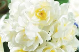 Colour For Table Daffodils Daffodil Flower Flowers