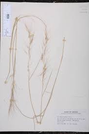 Image result for Aristida leucophaea