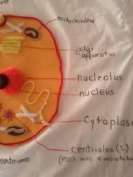Check spelling or type a new query. Animal Cell T Shirt Wear Your Biology Project To School Hubpages
