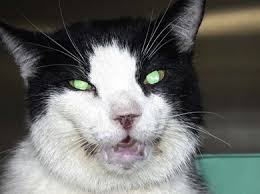 Sometimes cat panting is normal and not a reason to be concerned, especially if you know what kind of panting can be a normal response in cats that are overheated, stressed and anxious, or after cottrell says signs your cat is having difficulty breathing include open mouth breathing or panting. Pharynx Veterian Key