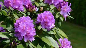 We did not find results for: Rhododendron Schneiden So Gelingt Der Richtige Schnitt Utopia De