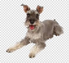 Miniature Schnauzer Poodle Yorkshire Terrier Ocicat