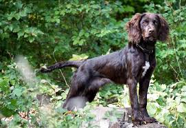 Image result for německý křepelák postava