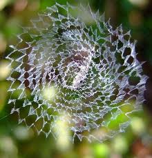 Capturing Textures And Patterns In Photography Spider Web Spider Spider Silk