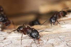 This company has experience with pest control in both residential and commercial settings. Pest Control Katy Tx Modern Pest Control