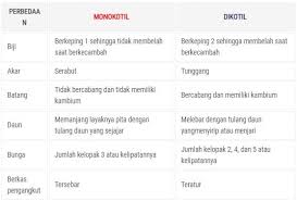 Tabel 7 Perbedaan Monokotil Dan Dikotil Serta Gambarnya Lengkap Ruangbiologi Co Id