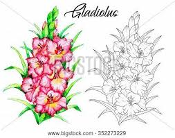 1436 x 1500 jpeg 1043 кб. Gladiolus Flower Paintings Images Illustrations Vectors Free Bigstock