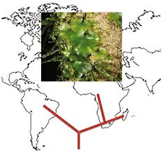 Image result for Didymoglossum erosum