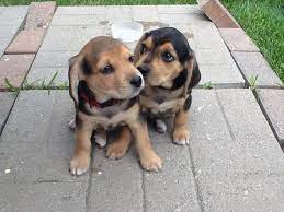 Check out the size, price & facts on chocolate the cute companion pet, cheagle (beagle chihuahua mix) will attract all. The Beagle Lab Mix A K A Beagador Fun Playful With A Mind Of Its Own Animalso