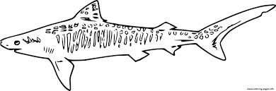 Dogs love to chew on bones, run and fetch balls, and find more time to play! Swimming Sand Tiger Shark Coloring Pages Printable