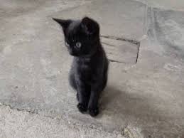 Die vielen farben der britisch. Hauskatze Babykatzen Kaufen Landwirt Com