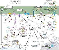 Tim has had a commercial without you as our customer, we would not be successful at delivering quality pest management services. Frontiers Cross Kingdom Immunity The Role Of Immune Receptors And Downstream Signaling In Animal And Plant Cell Death Immunology