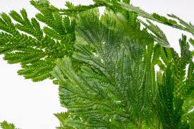 Image result for Selaginella auquieri