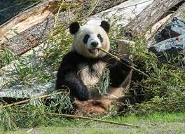 Maybe you would like to learn more about one of these? Zoo Berlin Visitberlin De