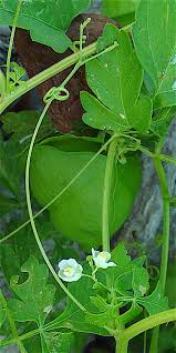 Image result for Cardiospermum halicacabum