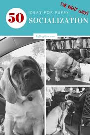 Nevertheless, when and how to do it is still misunderstood largely. Puppy Socialization 5 Common Mistakes You Don T Want To Make