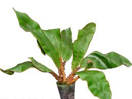 Image result for Elaphoglossum spathulatum