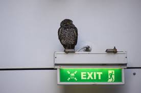 Image result for owl ship