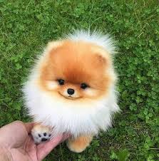 Beautiful Dogs In 2020 Cute Dogs Cute Animals Cute Pomeranian