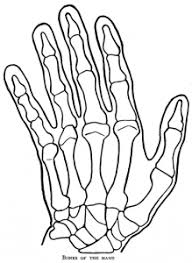 Maybe you would like to learn more about one of these? Bones Of The Human Hand How To Draw Step By Step Drawing Tutorials