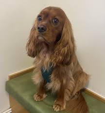 Sweetheart foster boy Freddie is...