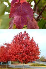 Forest service has identified red maple as the most prevalent tree in the eastern u.s. Buy Summer Red Maple Trees Free Shipping 2 Gallon Size Acer Rubrum For Sale Online From Wilson Bros Gardens