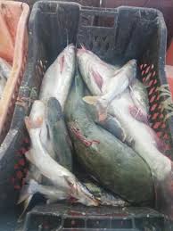 Resepi asam pedas ikan duri yang membuatkan kakak anis tak berhenti makan | faizah abd rahman. Suria Amanda Seafood Segar Di Pasar Parit Jawa Muar