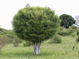 Image result for Streblus