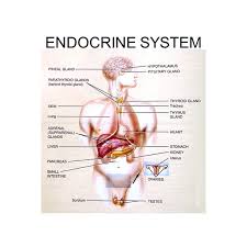 Image result for Endocrine Anatomy