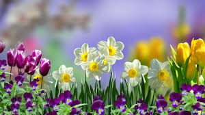 Image result for spring flowers