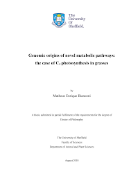 Image result for Eriochrysis pallida