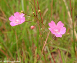 Image result for Gerardiina angolensis