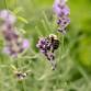Buzz & Bloom Day at the Minnesota Zoo