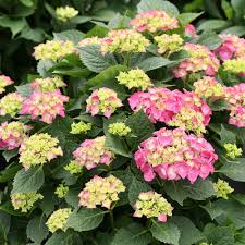 Let's dance blue jangles reblooming hydrangea, live shrub, blue or pink flowers, 4.5 in. Let S Dance Big Band Reblooming Hydrangea Hydrangea Macrophylla Proven Winners