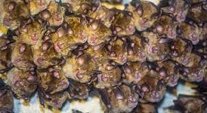 Once they find a roost, bats are reluctant to leave and they will return to the roost every year if it is accessible. How To Get Rid Of Bats In The Basement Get Bats Out